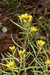 Flat-top goldentop